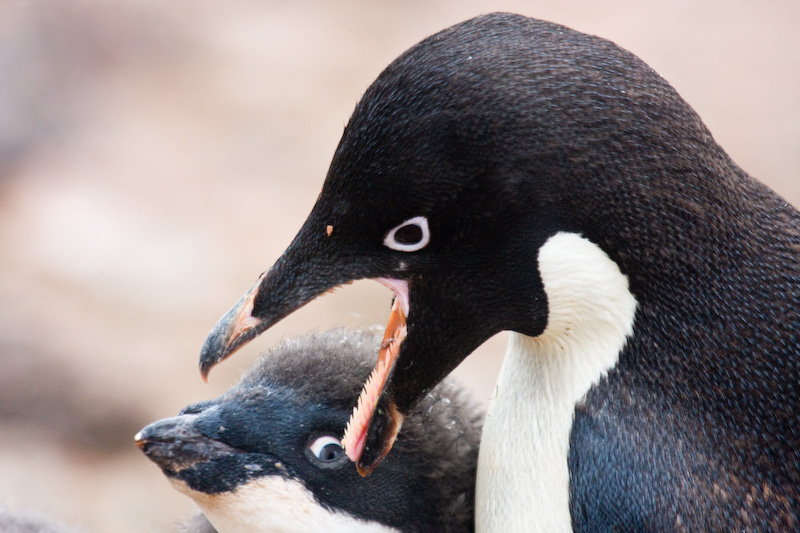 Adélie Penguin